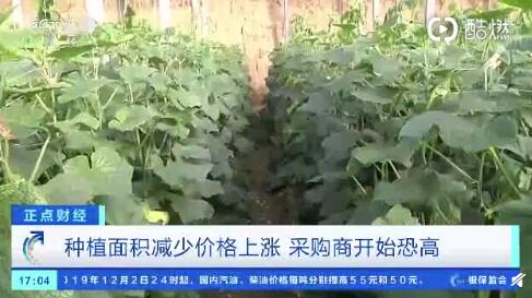 聊城黃瓜最新行情，一根黃瓜如何助力自信與成就之路