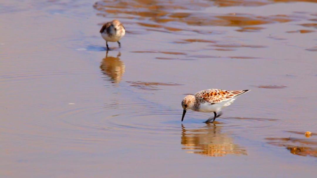 唐山灤南未來藍圖揭秘，最新規(guī)劃引領(lǐng)城市發(fā)展