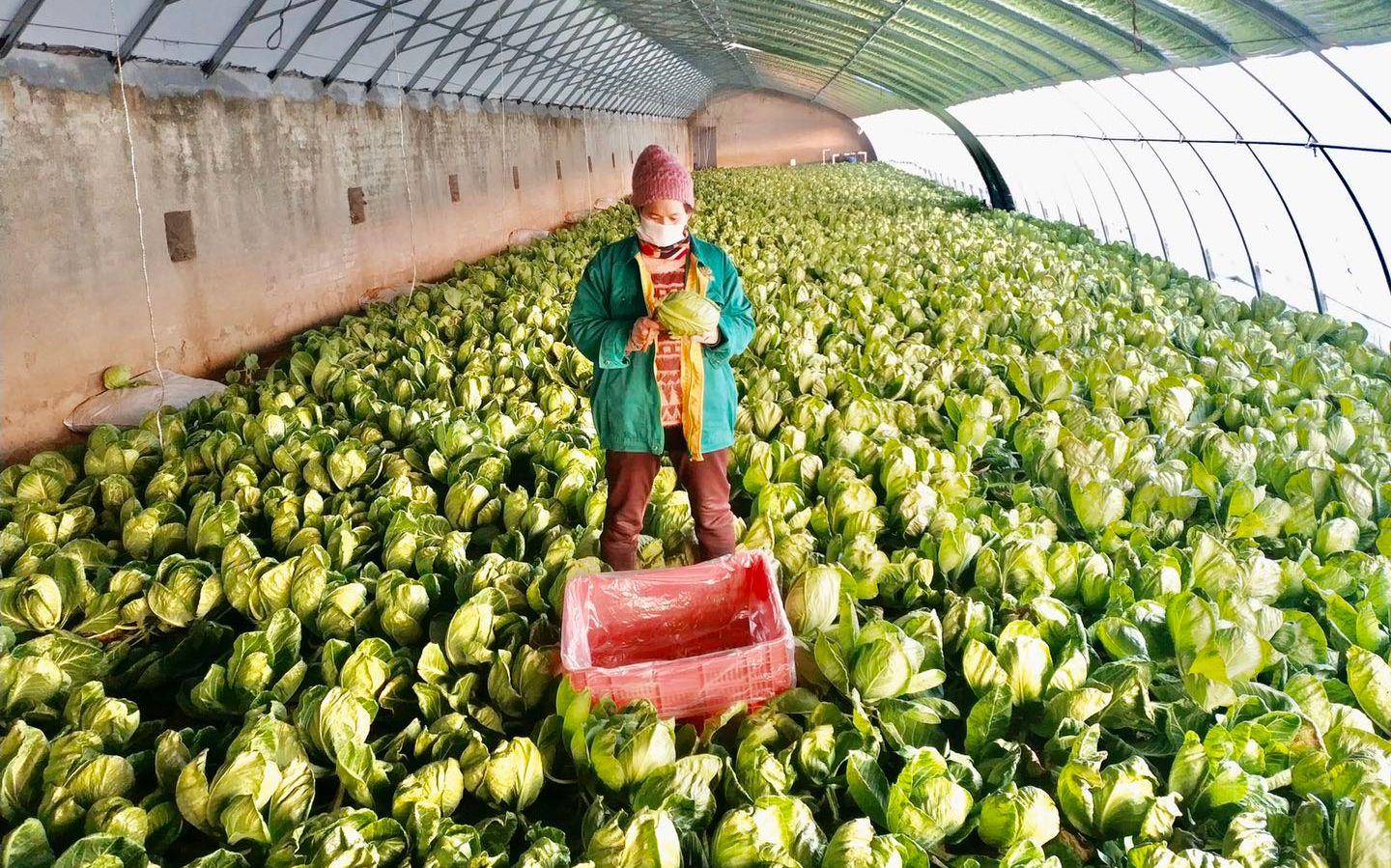 最新特菜品種，家的溫馨故事探索與發(fā)現(xiàn)