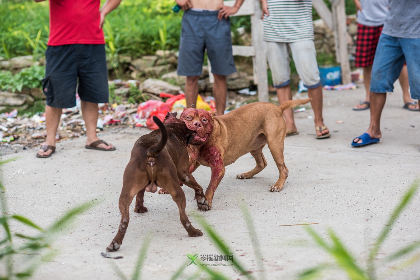 玉林斗狗風采，小巷深處的獨特風情展