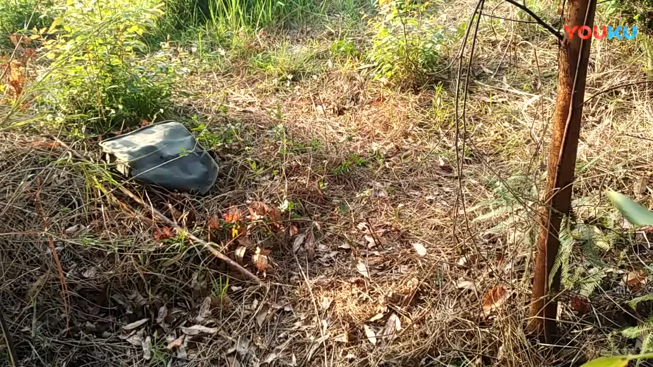 鷓鴣中套最新視頻，領略傳統(tǒng)藝術魅力的震撼登場！