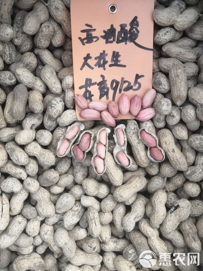 最新花生品種，小巷中的隱秘寶藏發(fā)現(xiàn)