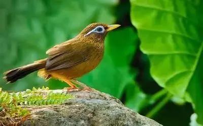 鎮(zhèn)雄房屋最新出售信息，家園變遷與自我成長的自信成就