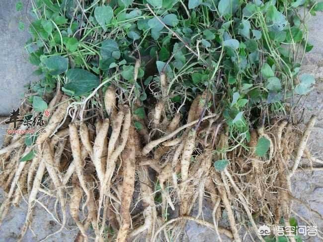 甘肅黨參最新價(jià)格動(dòng)態(tài)，市場走勢(shì)與影響因素分析