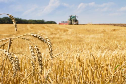 鶴壁小麥最新行情，科技引領(lǐng)農(nóng)業(yè)新時代，市場智能體驗(yàn)新篇章