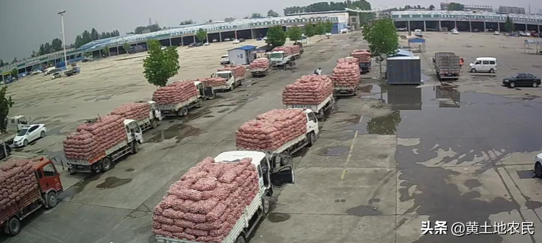 國(guó)際大蒜價(jià)格實(shí)時(shí)更新，最新行情概覽