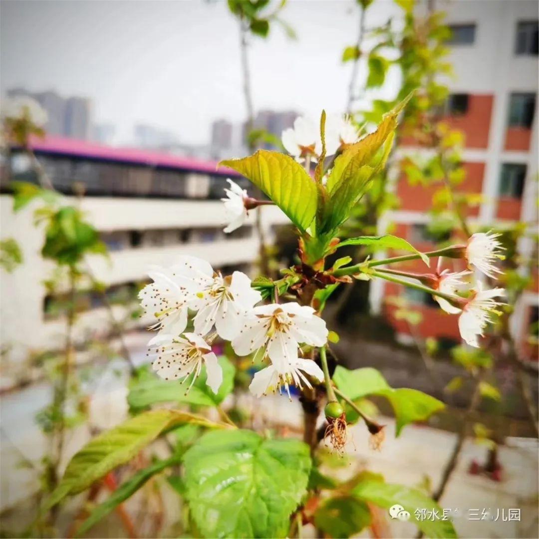 鄰水縣興仁鎮(zhèn)最新動(dòng)態(tài)更新