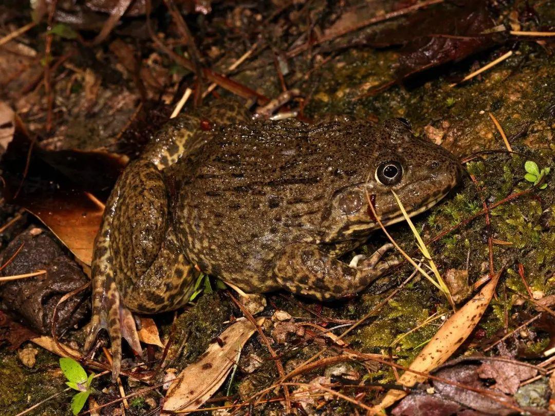 兩棲蛙蛙下載最新版，溫馨的蛙蛙奇遇之旅