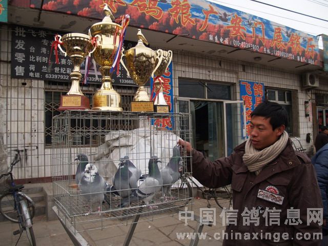 北京鴿市繁榮景象與發(fā)展趨勢(shì)揭秘，最新動(dòng)態(tài)與未來(lái)展望