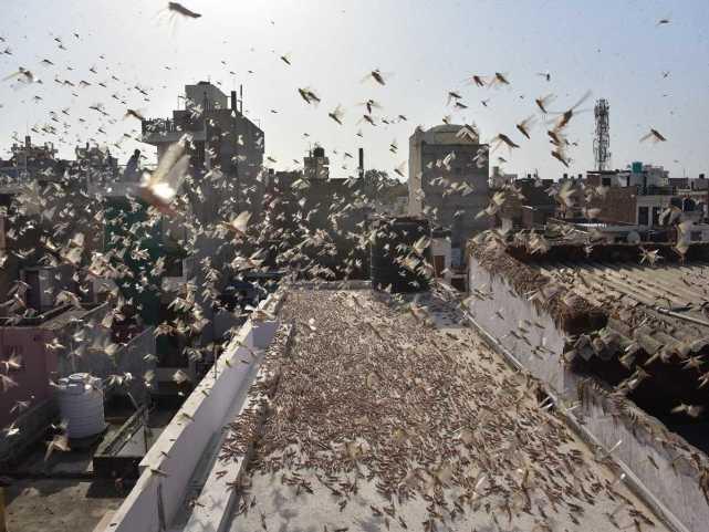 蝗蟲最新動態(tài)，蟲群變化學習之旅，自信與成就感的伴隨成長