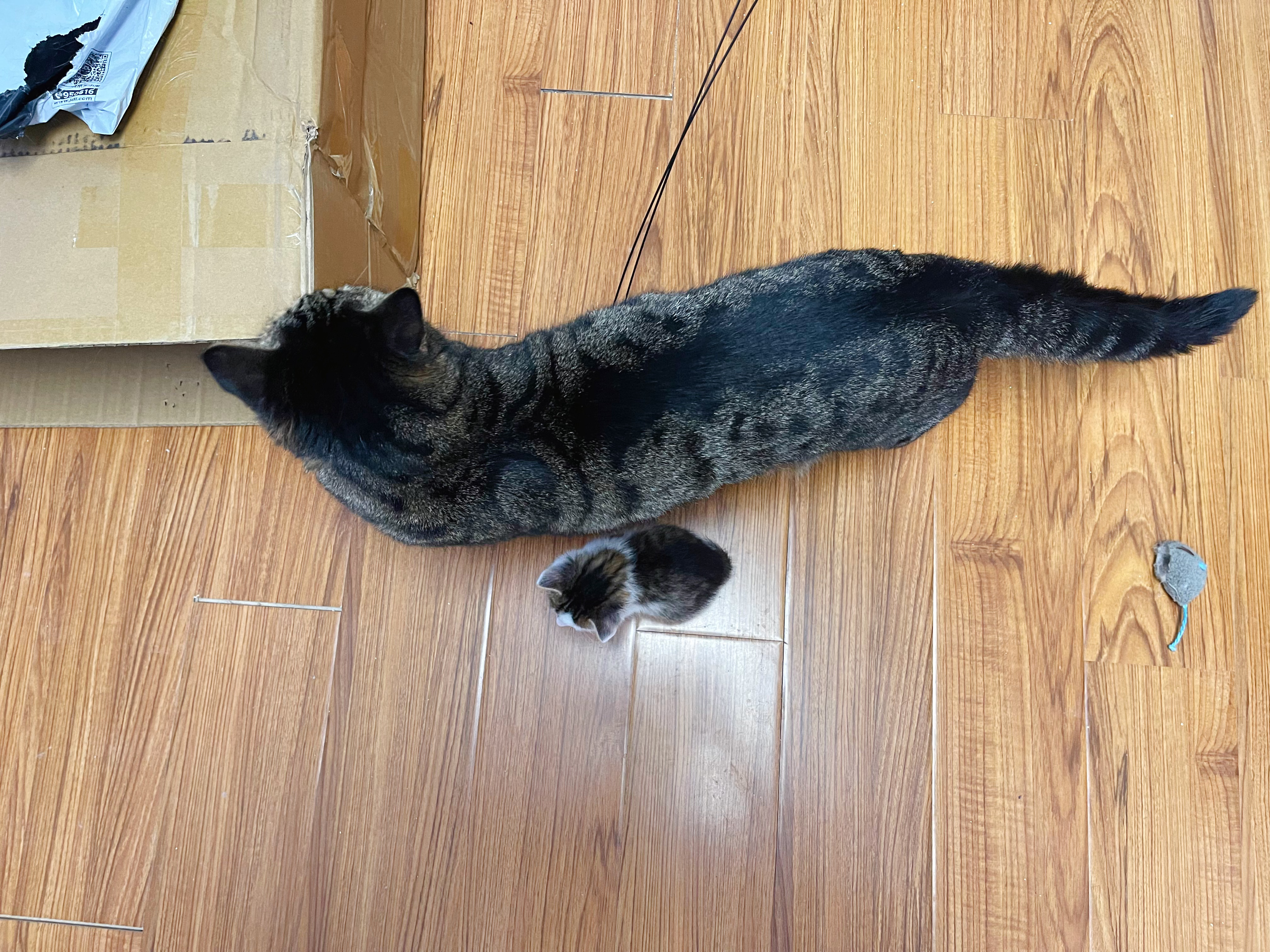 我找大貓，最新探索與影響的魅力