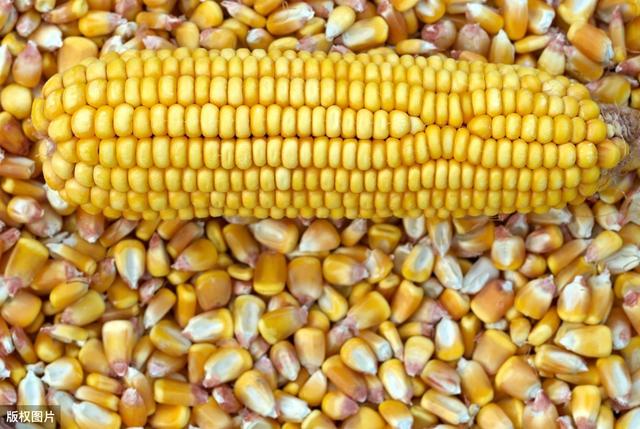 秋日玉米情緣，溫情故事與行情回顧