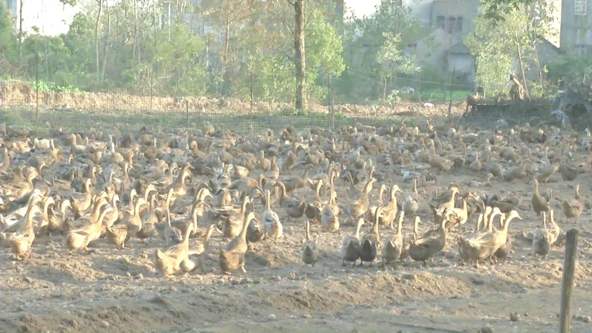 鴨蛋行情網(wǎng)，科技引領(lǐng)鴨蛋市場新時(shí)代
