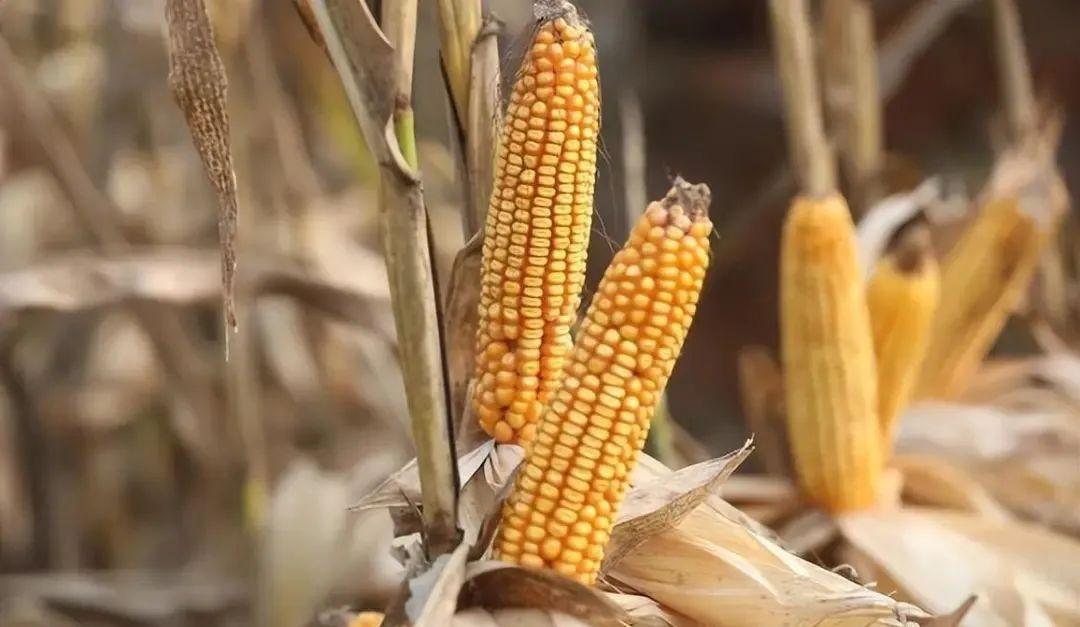 今日山東玉米價(jià)格行情，智能農(nóng)業(yè)引領(lǐng)新紀(jì)元風(fēng)向標(biāo)