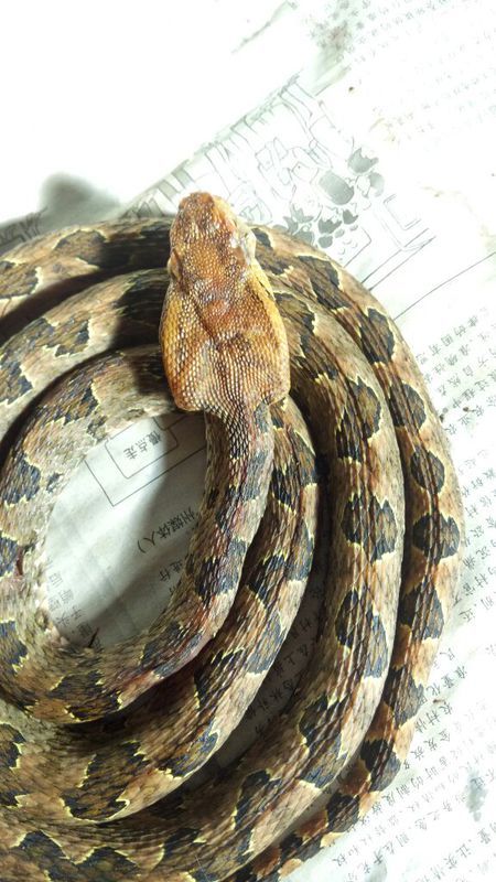 蛻變中的自信與成就，蛇的行情展望