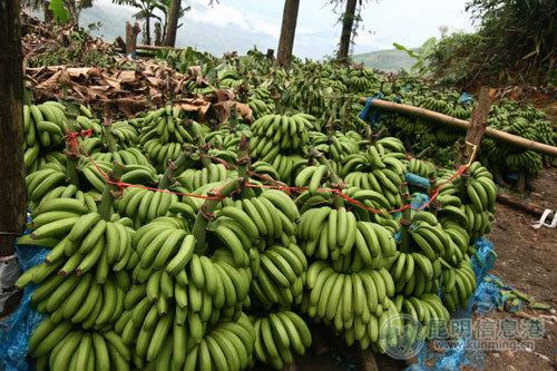 云南香蕉今日行情詳解與行情分析