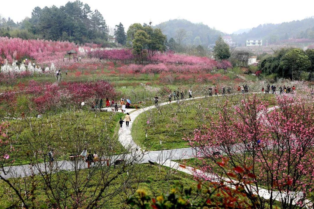 常德最新疫情動態(tài)步驟指南，初學(xué)者與進(jìn)階用戶必讀