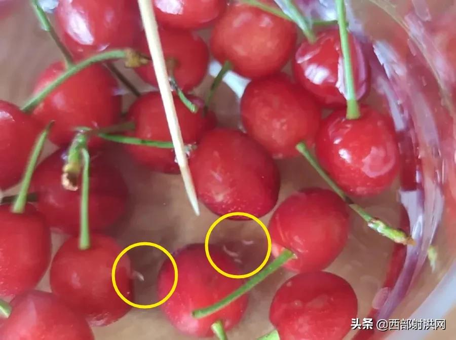 射洪上市公司，小巷深處的獨(dú)特風(fēng)味揭秘
