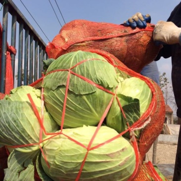 湖北包菜價格動態(tài),湖北包菜價格動態(tài)，一場尋找內(nèi)心平靜的綠色之旅