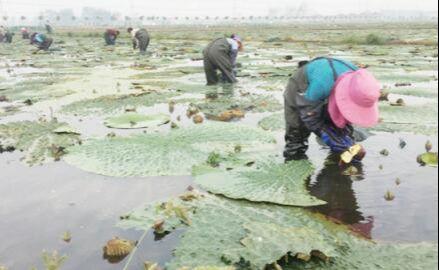 王碼五最新版，鍵盤上的友情與家的溫馨體驗