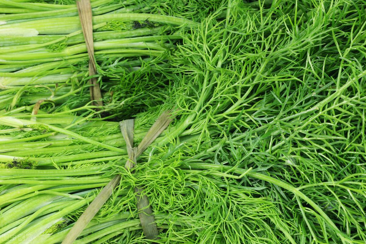 茴香價格動態(tài)，香氣變化與你的關(guān)聯(lián)