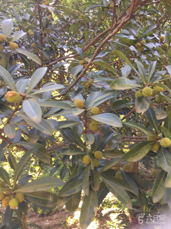 橫河大山搬遷最新動態(tài)，力量重塑與未來希望