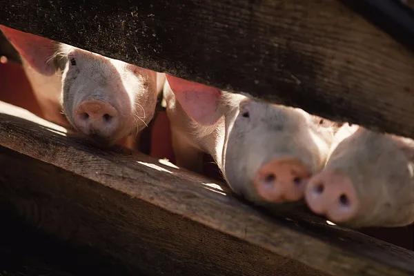 全國生豬市場價格動態(tài)，變化中的機遇與挑戰(zhàn)的旅程