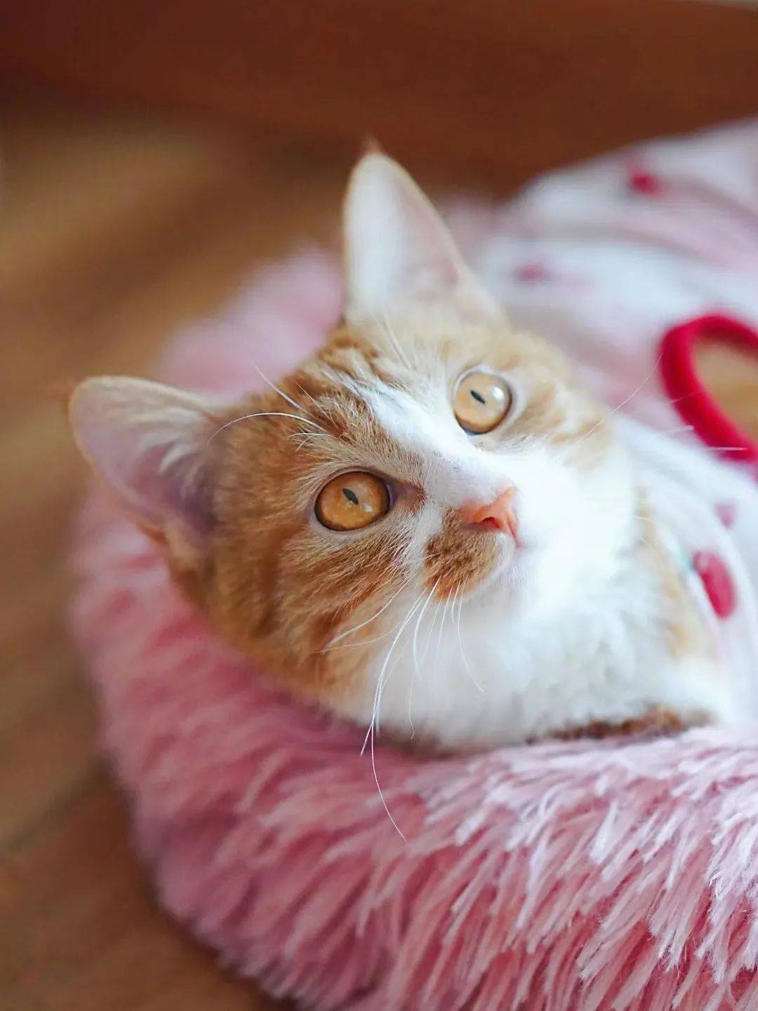 貓咪資訊速遞，探索貓咪的自信成長(zhǎng)與優(yōu)雅步伐