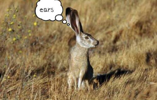 最新夜間捕獵兔子視頻，揭秘夜間捕兔三大要點(diǎn)深度解析