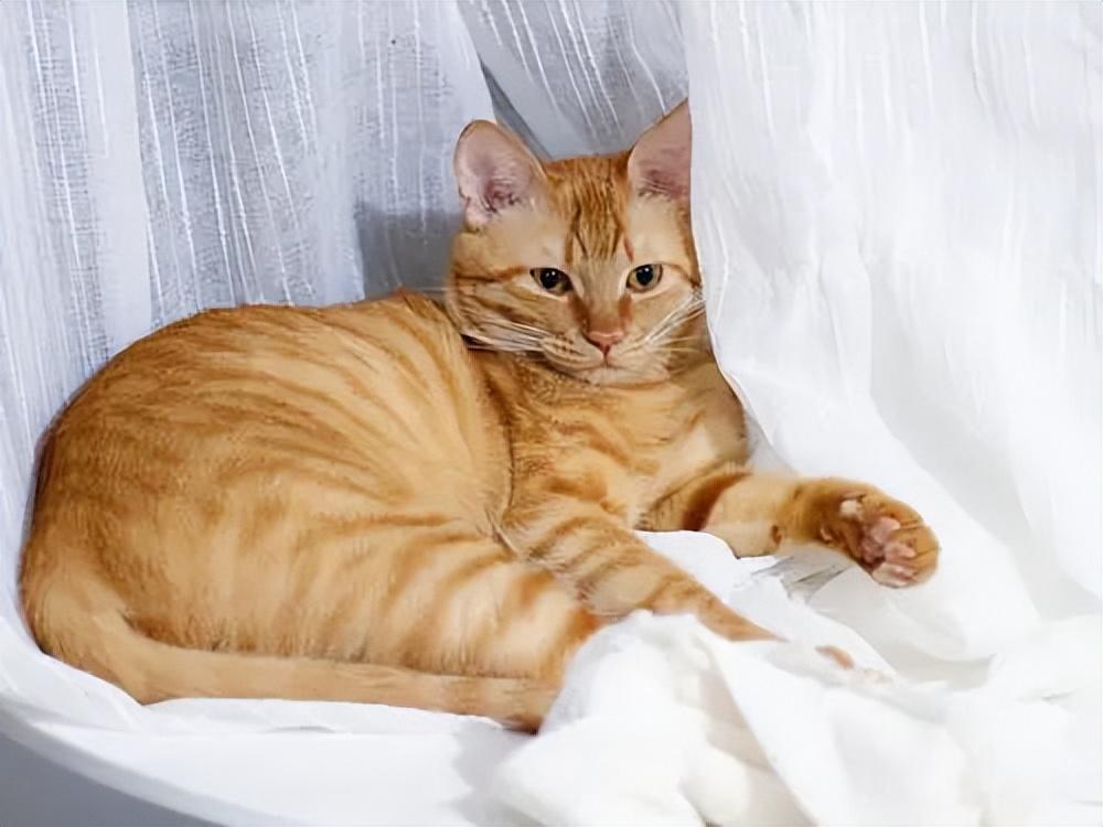 貓品種與價(jià)格，一場自然美景的探尋之旅