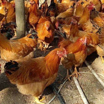 閹雞最新行情，巷弄深處的風味秘境探索