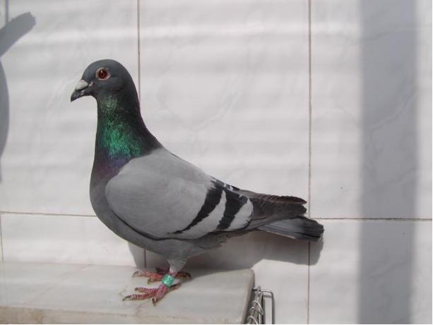 賽鴿定向新進展揭秘，小巷中的神秘寶藏探索