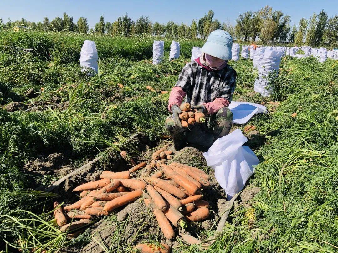 胡蘿卜最新市場價格概覽，最新市場價格指南