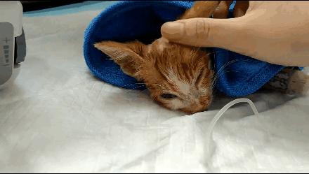 貓球比賽，激發(fā)潛力的勵(lì)志之旅