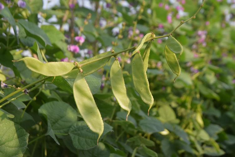 豆子行情，綠色之旅中的內(nèi)心平靜探尋