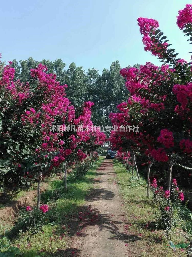 速生紫薇最新報(bào)價(jià)，開啟自然美景的旅行邀請(qǐng)