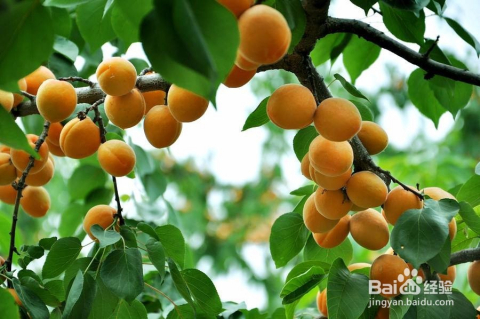 科技之光下的杏樹新品種果實(shí)革命介紹