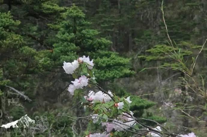 雨崩最新美景圖，探索與欣賞的詳細(xì)步驟指南，美不勝收！