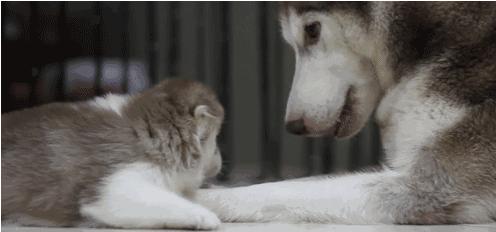 電視劇母子連心，心靈與自然的溫暖之旅