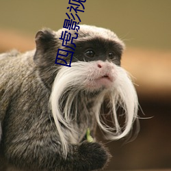 四虎影最新在線(xiàn)觀(guān)看，熱門(mén)影視的全新體驗(yàn)