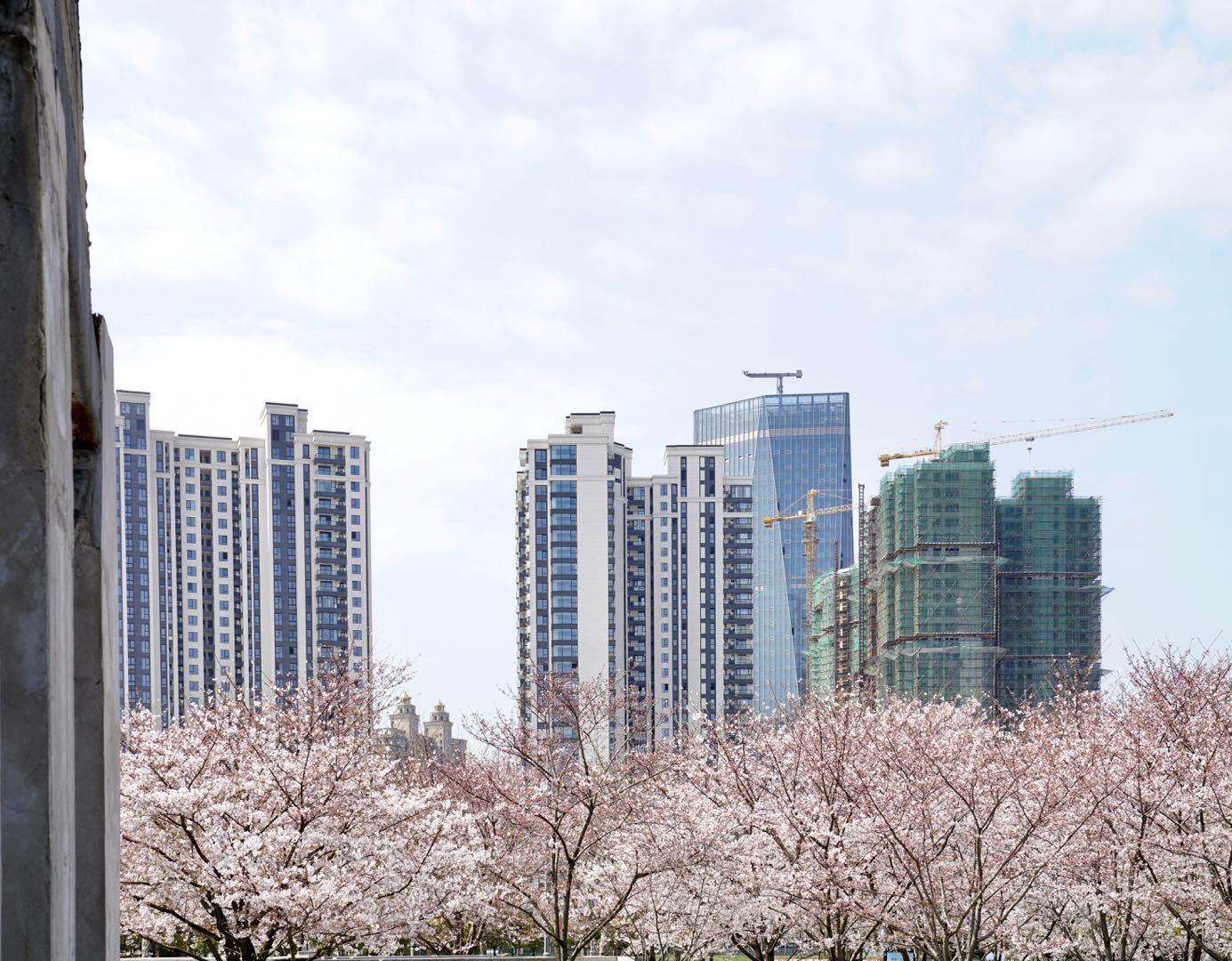 櫻花園置換最新進展揭秘，科技重塑生活，煥發(fā)新生希望