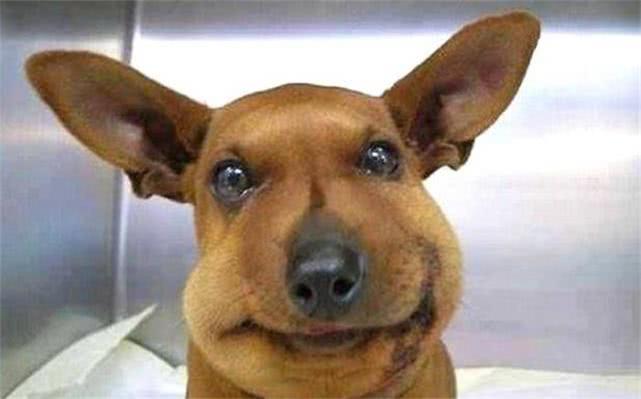 最新毒蜂，逆風(fēng)翱翔，學(xué)習(xí)鑄就自信與成就之巔