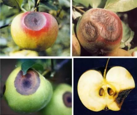 最新炭疽病治療藥物，變化、學(xué)習(xí)與信心的力量探索