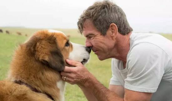 最新關(guān)于狗的電影，深度探討與觀點(diǎn)闡述