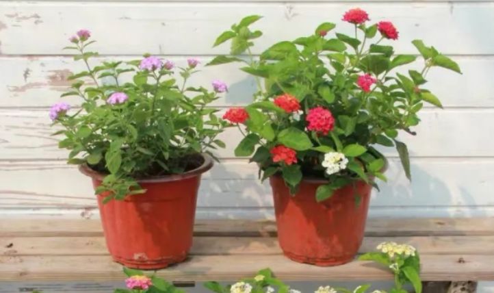 最新跳蛋閱讀視頻，溫馨的讀書時(shí)光探索之旅