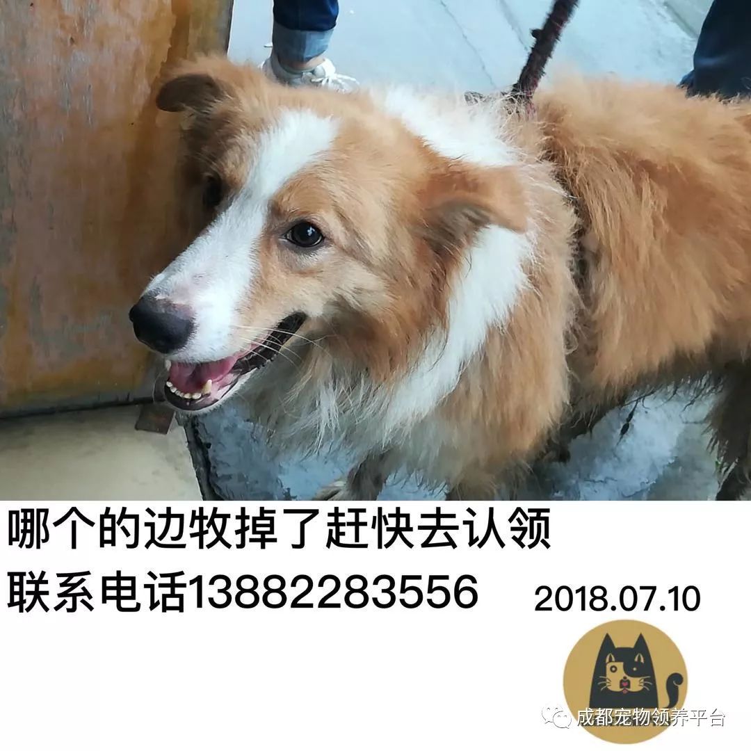 成都最新尋狗記，巷弄深處特色小店中的尋寵之旅