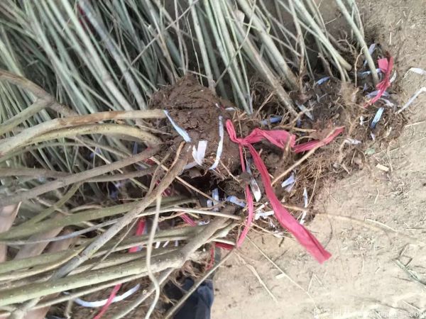 連翅最新價格深度解析，歷史背景、重要事件與地位探討