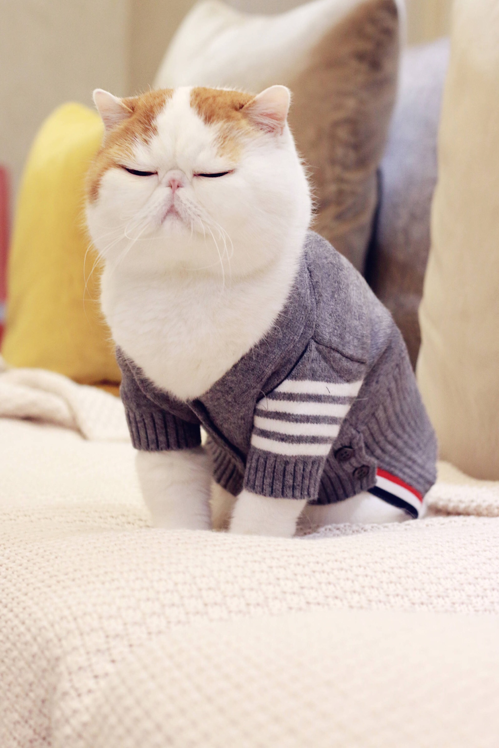 小胖Snoopy最新萌照，瞬間融化人心！