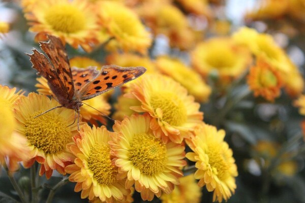 番茄最新作品，用學(xué)習(xí)之鑰，開(kāi)啟自信與成就的大門(mén)