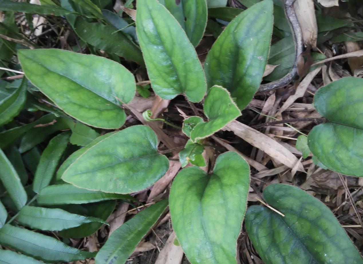 今日黃連最新價格及小巷隱秘寶藏，探尋特色小店的奇妙之旅